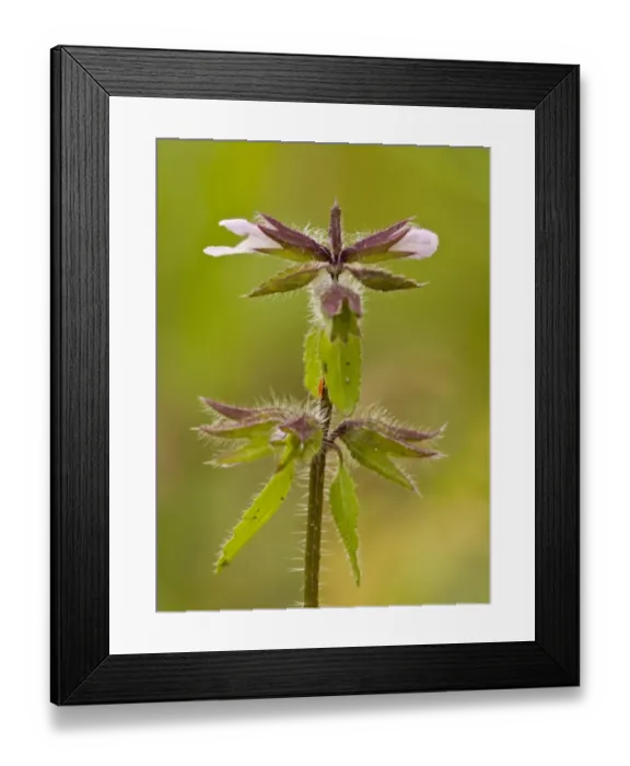 Framed Print : Field Woundwort (Stachys arvensis) flowering, Ranscombe Farm Nature Reserve, Kent, England, July Framed Print : Field Woundwort (Stachys arvensis) flowering, Ranscombe Farm Nature Reserve, Kent, England, July