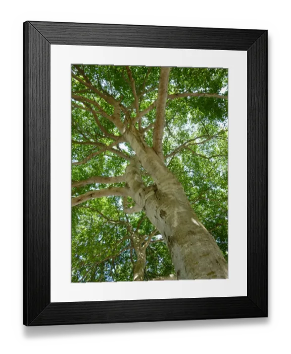Framed Print : Poison Apple (Hippomane mancinella) close-up of trunk, looking up to canopy, Tobago, Trinidad and Tobago, September
