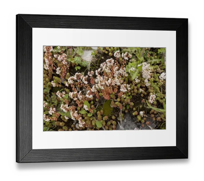 Framed Print : White Stonecrop (Sedum album) flowering, growing on coastal clifftop, Berry Head N. N. R. Torbay, Devon, England, July Framed Print : White Stonecrop (Sedum album) flowering, growing on coastal clifftop, Berry Head N. N. R. Torbay, Devon, England, July