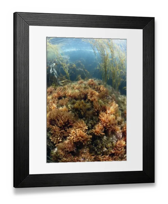 Framed Print : Harpoon Weed (Asparagopsis armata) in underwater habitat, Pondfield Cove, Isle of Purbeck, Dorset, England, July