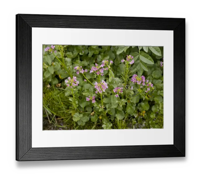 Framed Print : Radish-leaved Bittercress (Cardamine raphanifolia) flowering, growing along stream, French Pyrenees, France, June Framed Print : Radish-leaved Bittercress (Cardamine raphanifolia) flowering, growing along stream, French Pyrenees, France, June