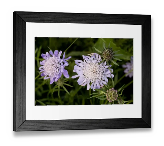 Framed Print : Small Scabious Scabiosa columbaria close-up of flowers, growing in coastal limestone grassland, Berry Head N. N. R Framed Print : Small Scabious Scabiosa columbaria close-up of flowers, growing in coastal limestone grassland, Berry Head N. N. R