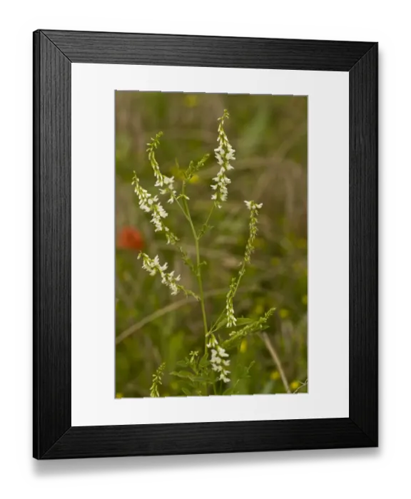 Framed Print : White Melilot (Melilotus alba) flowering, growing in arable field, Ranscombe Farm Nature Reserve, Kent, England, July Framed Print : White Melilot (Melilotus alba) flowering, growing in arable field, Ranscombe Farm Nature Reserve, Kent, England, July