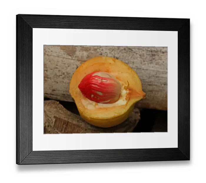 Framed Print : Nutmeg (Myristica fragrans) freshly cut fruit with seed and Mace (outer aril) attached, Fond Doux Plantation, St Framed Print : Nutmeg (Myristica fragrans) freshly cut fruit with seed and Mace (outer aril) attached, Fond Doux Plantation, St