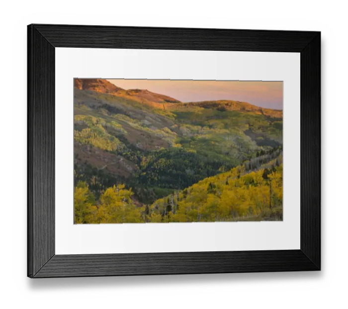 Framed Print : View over aspen forest habitat, near Monticello, Manti La Sal Mountains, Utah, U. S. A. September