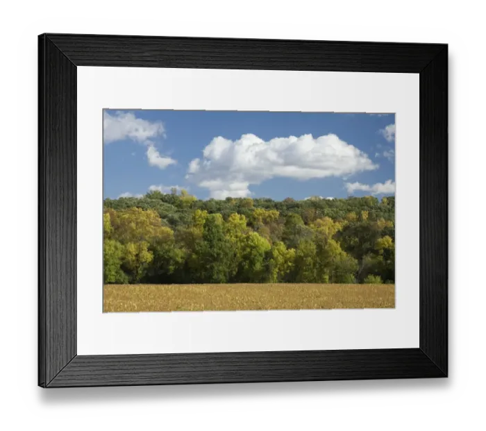 Framed Print : View of trees changing to autumn colour on wooded hillside, with soya bean field in foreground, Fort Ransom Framed Print : View of trees changing to autumn colour on wooded hillside, with soya bean field in foreground, Fort Ransom