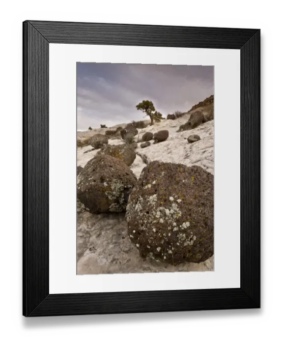 Framed Print : Volcanic boulders from Boulder Mountain, on eroded Navajo sandstone, with dwarfed bonsai Lodgepole Pine Framed Print : Volcanic boulders from Boulder Mountain, on eroded Navajo sandstone, with dwarfed bonsai Lodgepole Pine