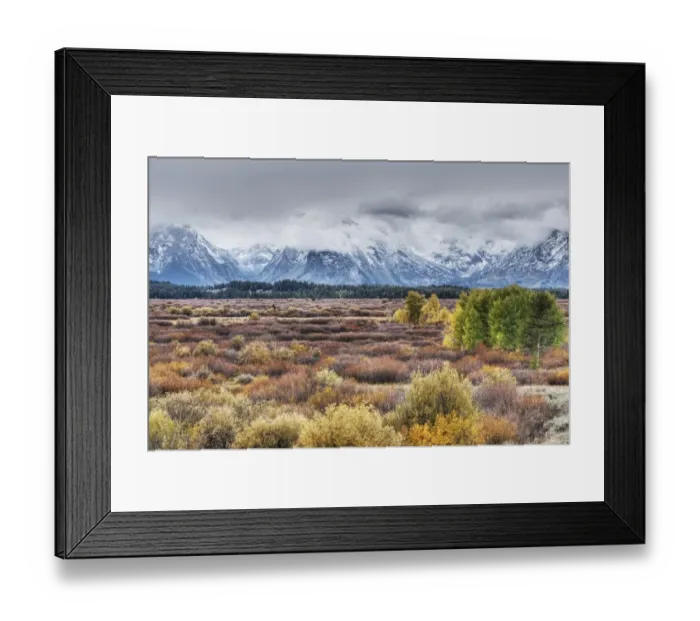 Framed Print : View of mountain range and trees in autumn colour, Grand Teton N. P. Wyoming, U. S. A. September Framed Print : View of mountain range and trees in autumn colour, Grand Teton N. P. Wyoming, U. S. A. September