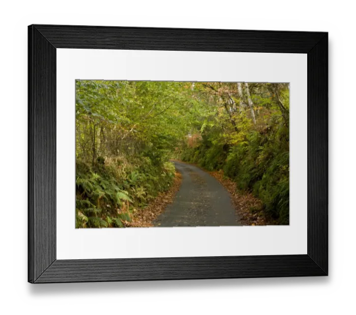 Framed Print : Quiet minor road through mixed woodland, above Lynmouth, Exmoor N. P. Devon, England, November Framed Print : Quiet minor road through mixed woodland, above Lynmouth, Exmoor N. P. Devon, England, November