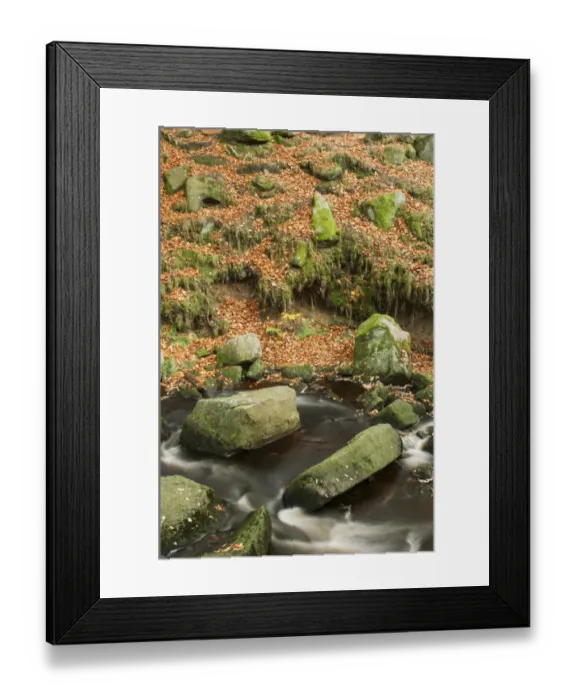 Framed Print : Stream, rocks and fallen leaves in woodland, Padley Gorge, Dark Peak, Peak District N. P. Derbyshire, England, November Framed Print : Stream, rocks and fallen leaves in woodland, Padley Gorge, Dark Peak, Peak District N. P. Derbyshire, England, November