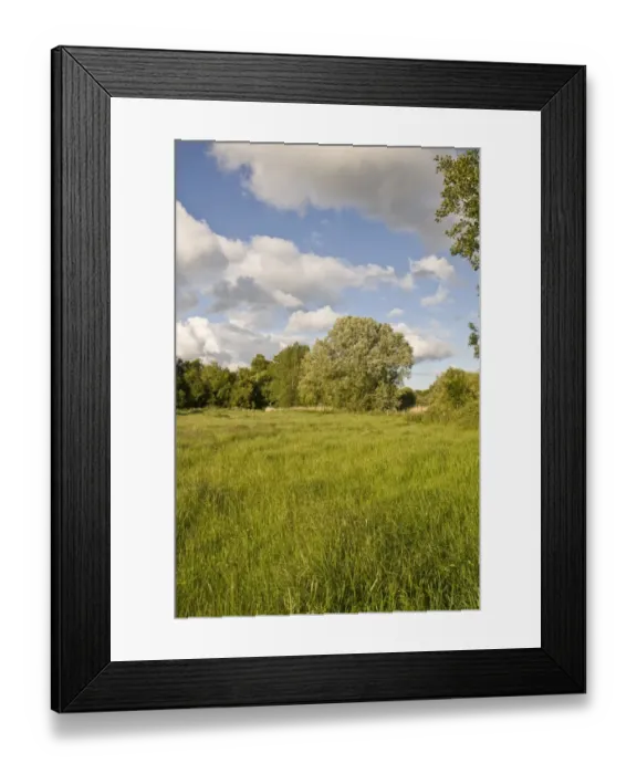 Framed Print : Trees growing at edge of watermeadow habitat, River Frome, Tincleton, Dorset, England, June Framed Print : Trees growing at edge of watermeadow habitat, River Frome, Tincleton, Dorset, England, June
