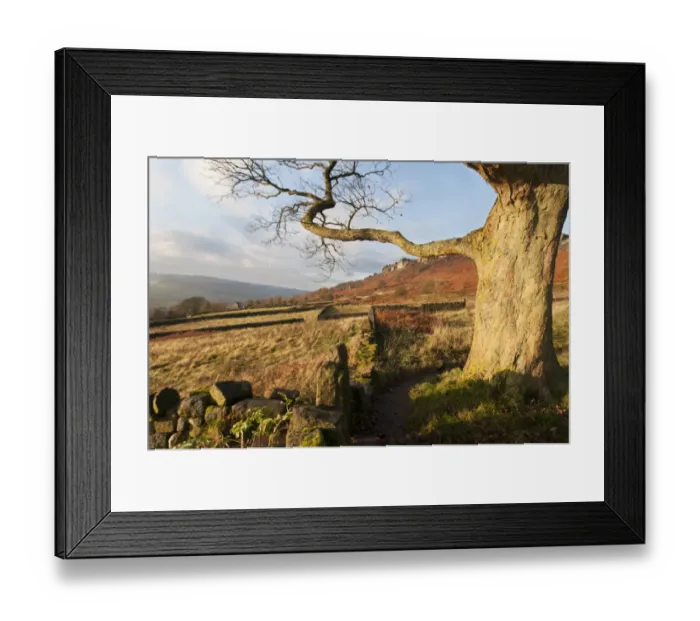 Framed Print : View of tree trunk, drystone walls, pastures and moorland, looking from Curbar Gap towards Curbar Edge Framed Print : View of tree trunk, drystone walls, pastures and moorland, looking from Curbar Gap towards Curbar Edge