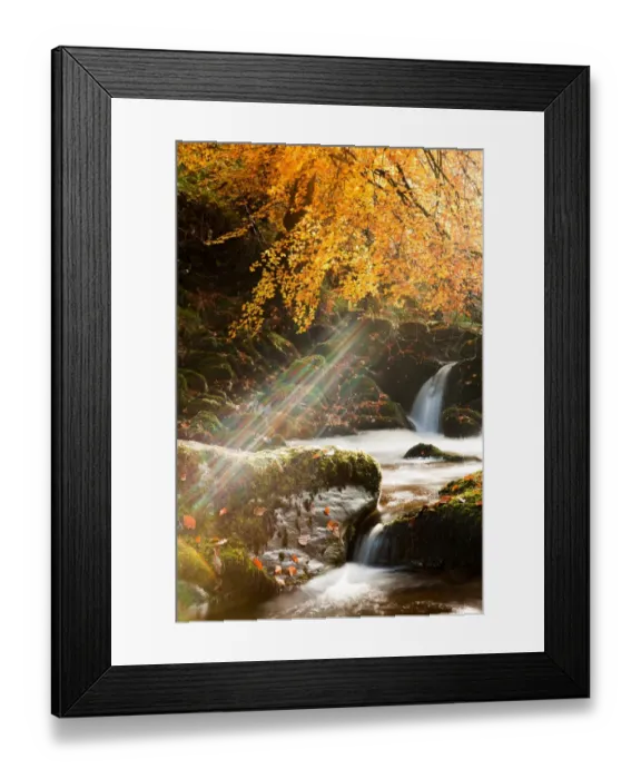 Framed Print : Shafts of sunlight breaking through Common Beech (Fagus sylvatica) branches and leaves above small waterfall