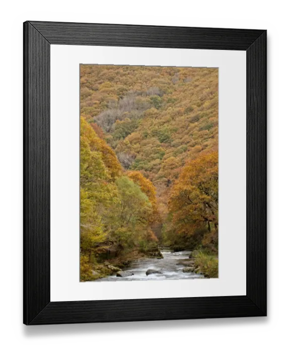 Framed Print : View of river and autumn coloured woodland covering steep sides of valley, Horners Neck Wood, East Lyn River Framed Print : View of river and autumn coloured woodland covering steep sides of valley, Horners Neck Wood, East Lyn River