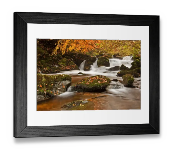 Framed Print : River cascades with fallen autumn leaves on moss covered rocks, Hoar Oak Water, Lyn Valley Woodland Nature Reserve Framed Print : River cascades with fallen autumn leaves on moss covered rocks, Hoar Oak Water, Lyn Valley Woodland Nature Reserve
