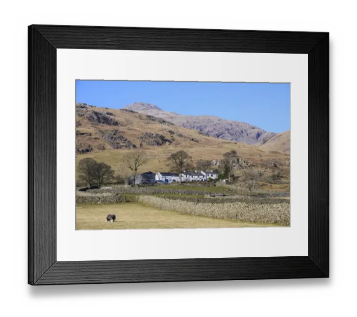 Framed Print : View of sheep grazing in pasture, drystone walls and farm building in upland landscape, Bowderdale, Wasdale Valley Framed Print : View of sheep grazing in pasture, drystone walls and farm building in upland landscape, Bowderdale, Wasdale Valley