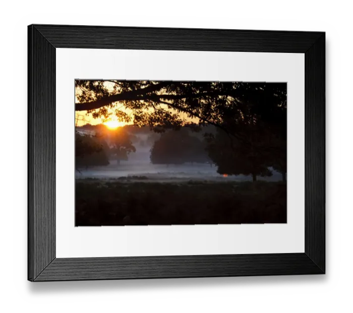 Framed Print : View of misty parkland habitat at sunrise, Richmond Park, London, England, October Framed Print : View of misty parkland habitat at sunrise, Richmond Park, London, England, October