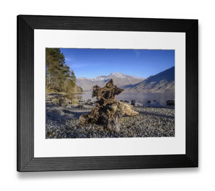 Framed Print : Tree stump on shore of lake in over-deepened glacial valley, deepest lake in England at 79 metres (258 feet) Framed Print : Tree stump on shore of lake in over-deepened glacial valley, deepest lake in England at 79 metres (258 feet)