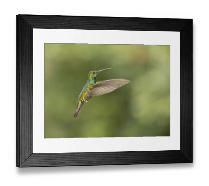 Framed Print : Green-breasted Mango (Anthracothorax prevostii) adult male, in flight, Costa Rica, March