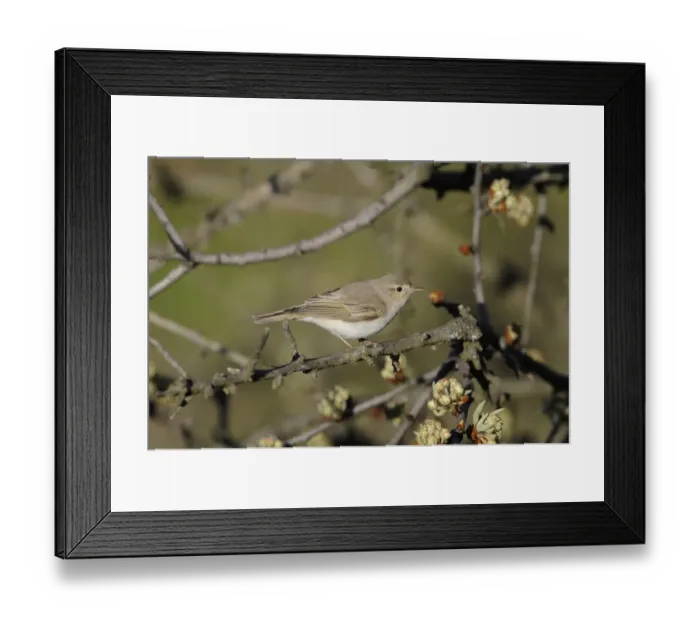 Framed Print : Eastern Bonellis Warbler (Phylloscopus orientalis) adult, summer plumage, perched on twig with flowerbuds, Lemnos Framed Print : Eastern Bonellis Warbler (Phylloscopus orientalis) adult, summer plumage, perched on twig with flowerbuds, Lemnos