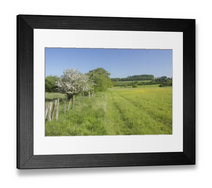 Framed Print : View of flowering Meadow Buttercup (Ranunculus acris) and grasses in set-aside field Framed Print : View of flowering Meadow Buttercup (Ranunculus acris) and grasses in set-aside field
