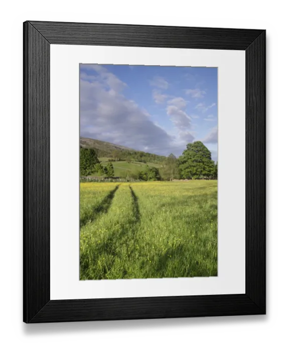 Framed Print : View of wildflower meadow and hillside, Reeth, Swaledale, Yorkshire Dales N. P. North Yorkshire, England, June Framed Print : View of wildflower meadow and hillside, Reeth, Swaledale, Yorkshire Dales N. P. North Yorkshire, England, June