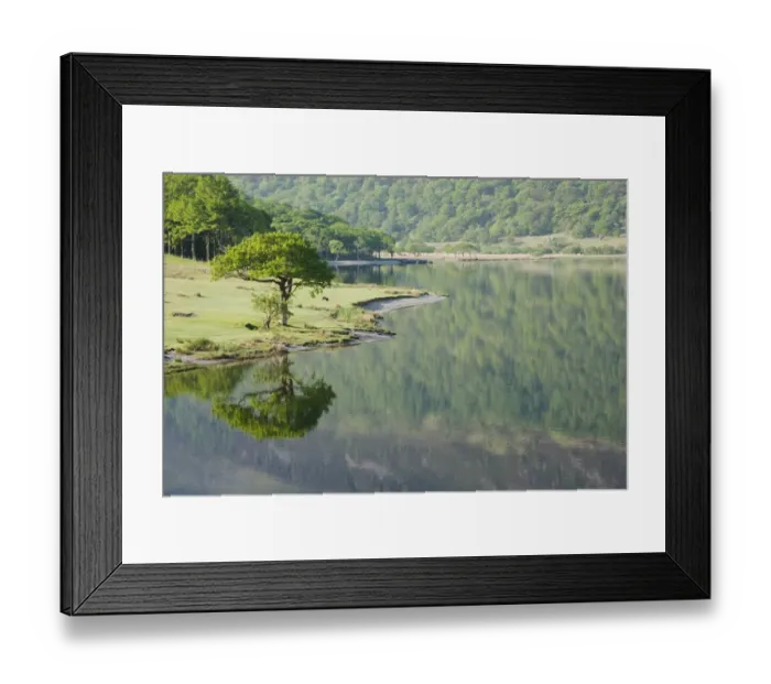Framed Print : View of trees reflected in lake, Crummock Water, Lake District N. P. Cumbria, England, June Framed Print : View of trees reflected in lake, Crummock Water, Lake District N. P. Cumbria, England, June