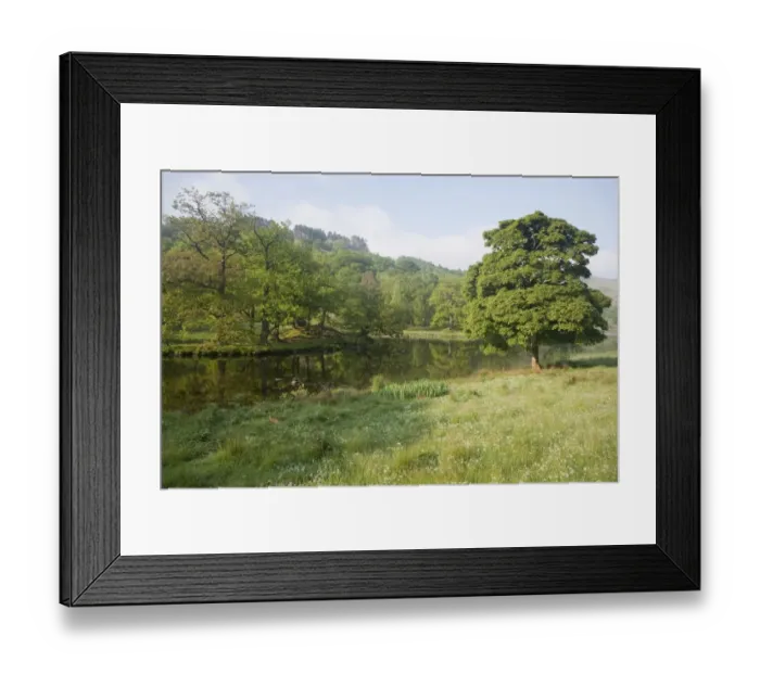 Framed Print : View of trees growing beside small lake, Lake District N. P. Cumbria, England, June Framed Print : View of trees growing beside small lake, Lake District N. P. Cumbria, England, June