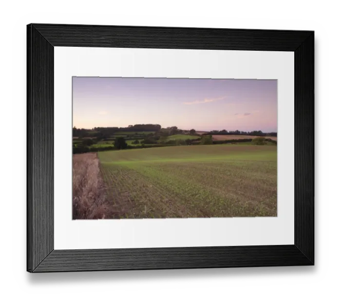Framed Print : View of farmland with newly emerged arable crop and hedgerows at twilight, West Yorkshire, England, September Framed Print : View of farmland with newly emerged arable crop and hedgerows at twilight, West Yorkshire, England, September