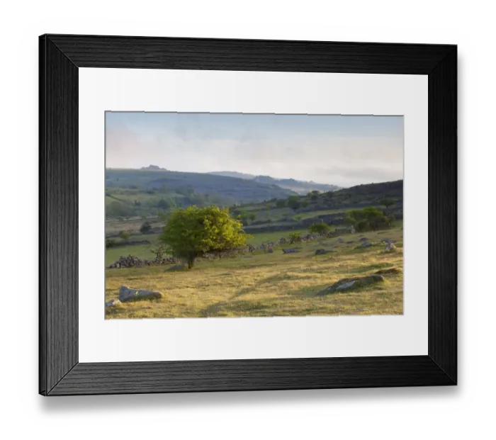 Framed Print : View of small hawthorn tree and remains of walled enclosures at sunrise, with Greator Rocks and Hound Tor in distance Framed Print : View of small hawthorn tree and remains of walled enclosures at sunrise, with Greator Rocks and Hound Tor in distance