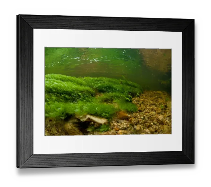 Framed Print : Underwater view of waterweed in river habitat, River Fowey, Bodmin Moor, Cornwall, England Framed Print : Underwater view of waterweed in river habitat, River Fowey, Bodmin Moor, Cornwall, England