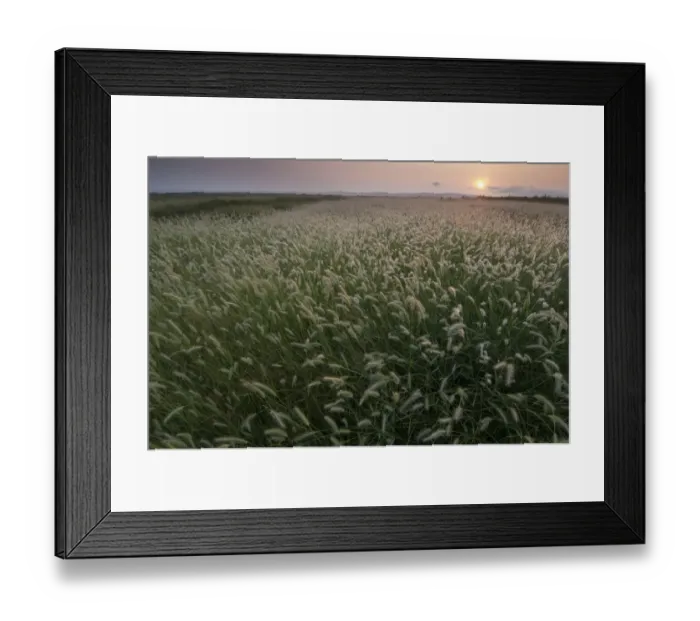 Framed Print : View of grasses growing on coastal grazing marsh habitat at sunrise, Elmley Marshes N. N. R Framed Print : View of grasses growing on coastal grazing marsh habitat at sunrise, Elmley Marshes N. N. R