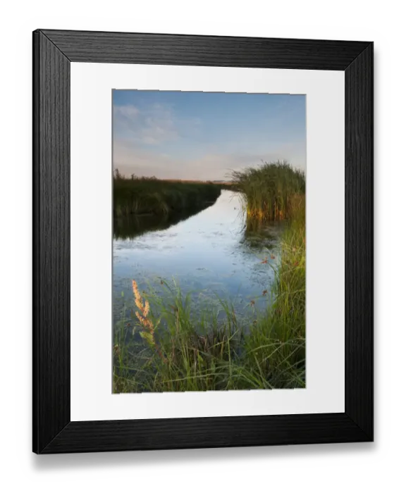 Framed Print : Flooded ditch on coastal grazing marsh habitat at sunrise, Elmley Marshes N. N. R. Isle of Sheppey, Kent, England, August