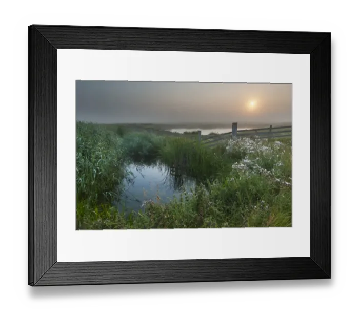 Framed Print : View of water filled ditch and reedbed on coastal grazing marsh habitat at sunrise, Elmley Marshes N. N. R