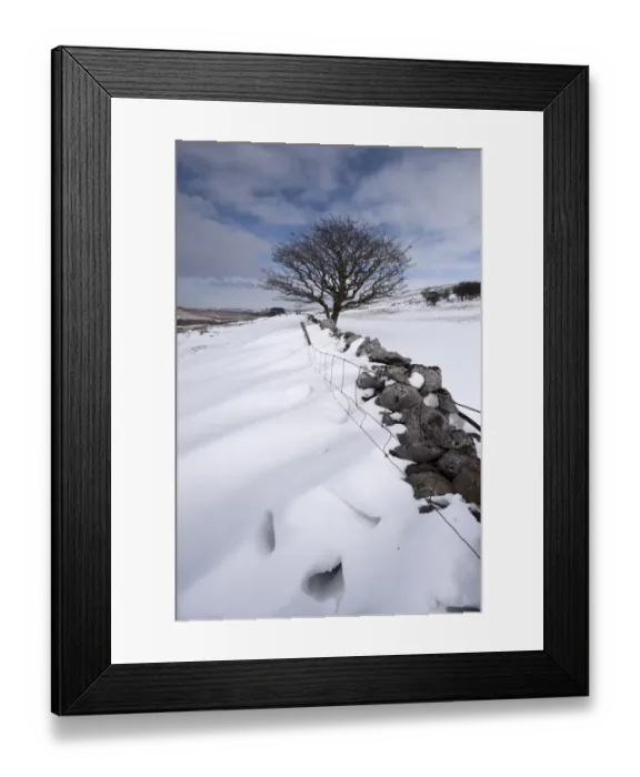 Framed Print : View of snowdrifts behind drystone wall, with lone hawthorn tree, Cumbria, England, March Framed Print : View of snowdrifts behind drystone wall, with lone hawthorn tree, Cumbria, England, March