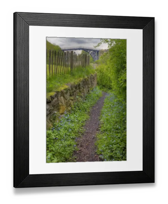 Framed Print : Forget-me-not (Myosotis sp. ) flowering, growing beside path leading to river and cast iron bridge, River Severn Framed Print : Forget-me-not (Myosotis sp. ) flowering, growing beside path leading to river and cast iron bridge, River Severn