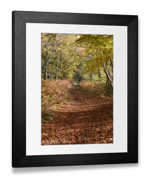 Framed Print : Track covered with leaf litter amongst trees in autumn colour, Little Budworth, Cheshire, England, November Framed Print : Track covered with leaf litter amongst trees in autumn colour, Little Budworth, Cheshire, England, November