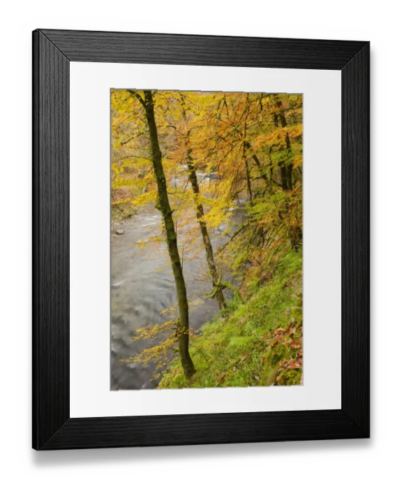 Framed Print : Trees with leaves in autumn colour, growing on steep slope of riverbank, Marsh Bridge, River Barle, near Dulverton