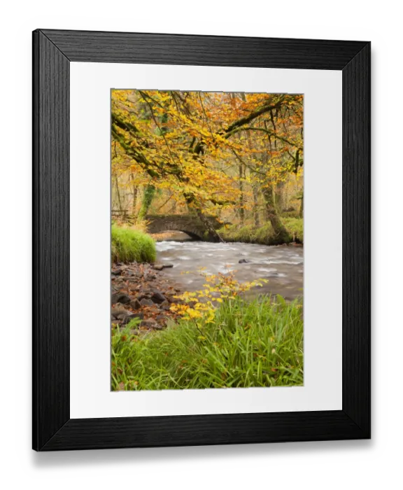 Framed Print : View of bridge and river flowing through woodland, Castle Bridge, Danes Brook, Buckminster Wood, Exmoor N. P