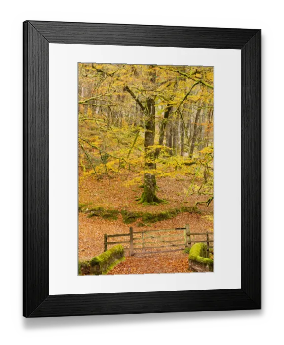Framed Print : Bridge across river with gate leading to footpath, in woodland with trees in autumn colour, Castle Bridge, Danes Brook Framed Print : Bridge across river with gate leading to footpath, in woodland with trees in autumn colour, Castle Bridge, Danes Brook