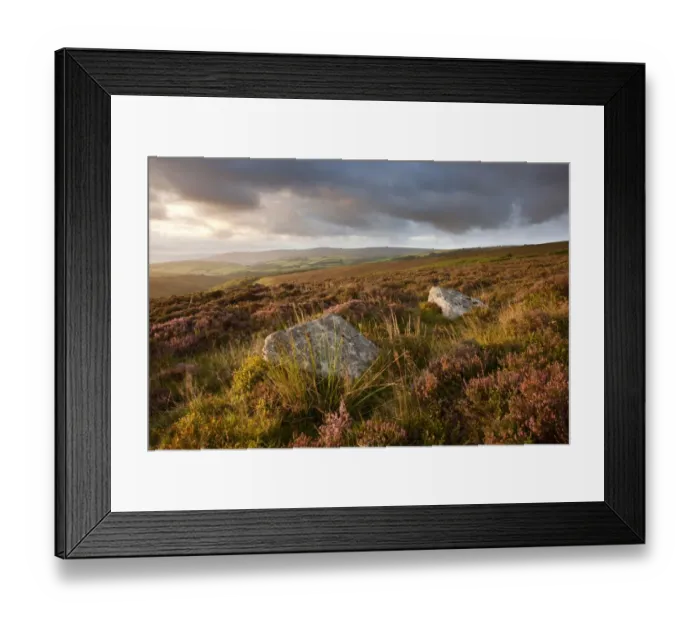Framed Print : View of standing stones with flowering heather on moorland at sunrise, with Dunkery Beacon on horizon, Whit Stones Framed Print : View of standing stones with flowering heather on moorland at sunrise, with Dunkery Beacon on horizon, Whit Stones