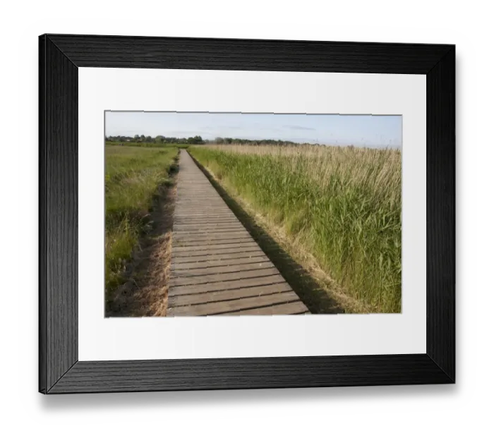Framed Print : Boardwalk in coastal marshland habitat, Snape Maltings, River Alde, Snape, Suffolk, England, July Framed Print : Boardwalk in coastal marshland habitat, Snape Maltings, River Alde, Snape, Suffolk, England, July