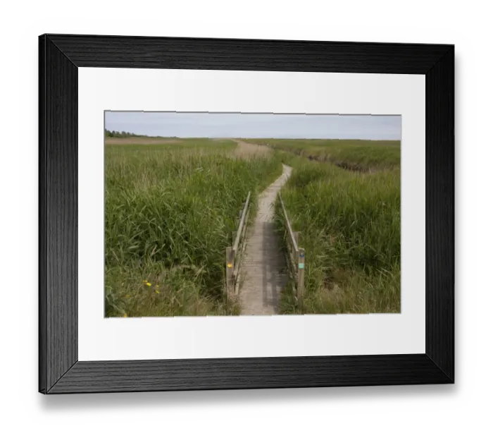 Framed Print : Footbridge and boardwalk in coastal marshland habitat, Walberswick National Nature Reserve, Suffolk, England, July Framed Print : Footbridge and boardwalk in coastal marshland habitat, Walberswick National Nature Reserve, Suffolk, England, July
