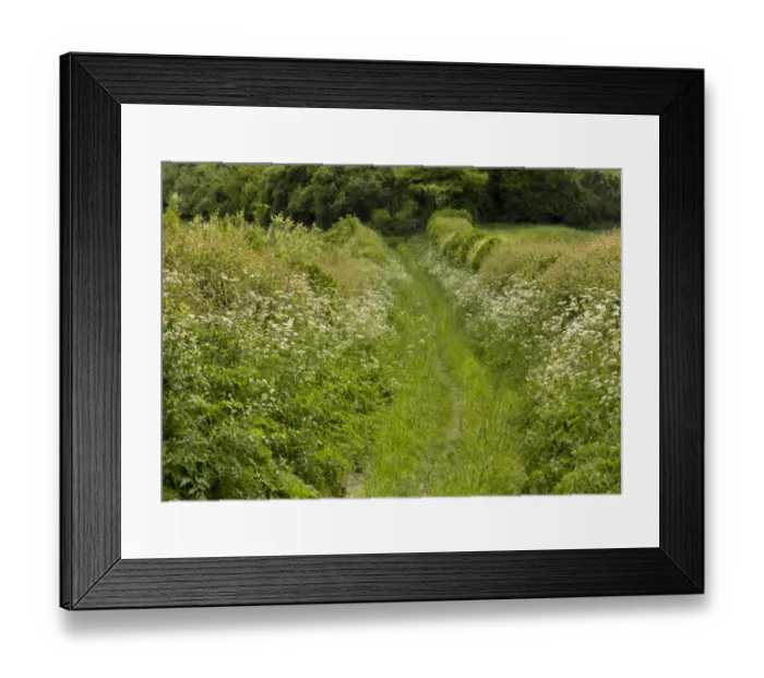 Framed Print : Old track on chalk downland, with wildflowers and wide shrub-rich hedges, Sovell Down, Dorset, England, June