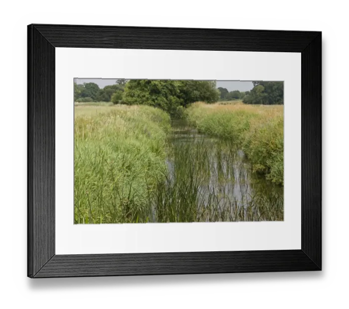 Framed Print : Clean and biodiverse chalk stream, River Allen, near Wimborne, Dorset, England, July Framed Print : Clean and biodiverse chalk stream, River Allen, near Wimborne, Dorset, England, July