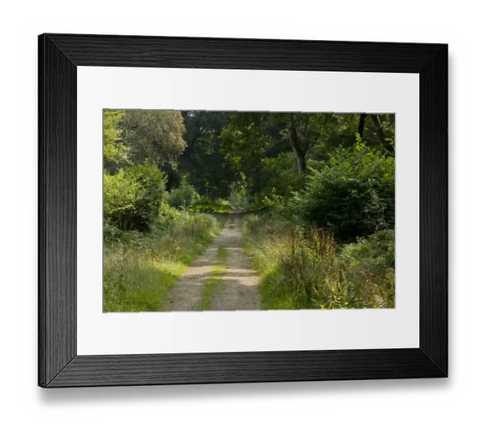 Framed Print : Ride or track in enclosed (fenced) woodland, with ride-sides managed for butterflies by cutting, Pondhead Inclosure Framed Print : Ride or track in enclosed (fenced) woodland, with ride-sides managed for butterflies by cutting, Pondhead Inclosure