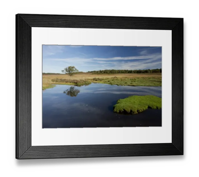 Framed Print : View of biodiverse pond in heathland habitat, Burley Moor East, near Burley, New Forest, Hampshire, England, October