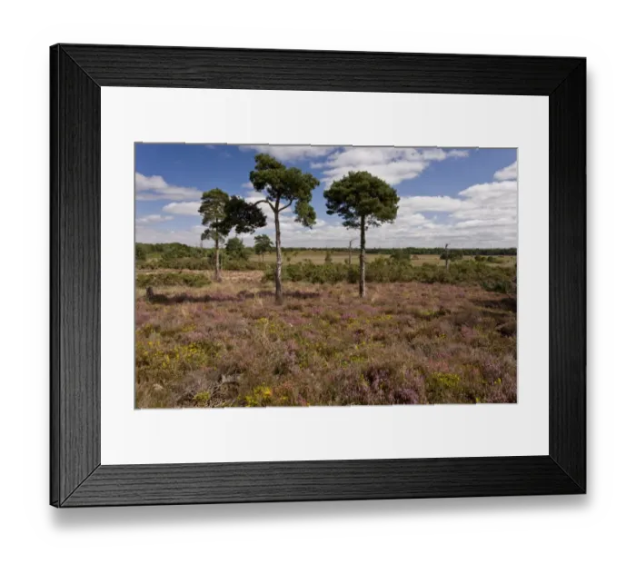 Framed Print : View of heathland habitat with Bell Heather (Erica cinerea) and Dwarf Gorse (Ulex minor) in flower Framed Print : View of heathland habitat with Bell Heather (Erica cinerea) and Dwarf Gorse (Ulex minor) in flower