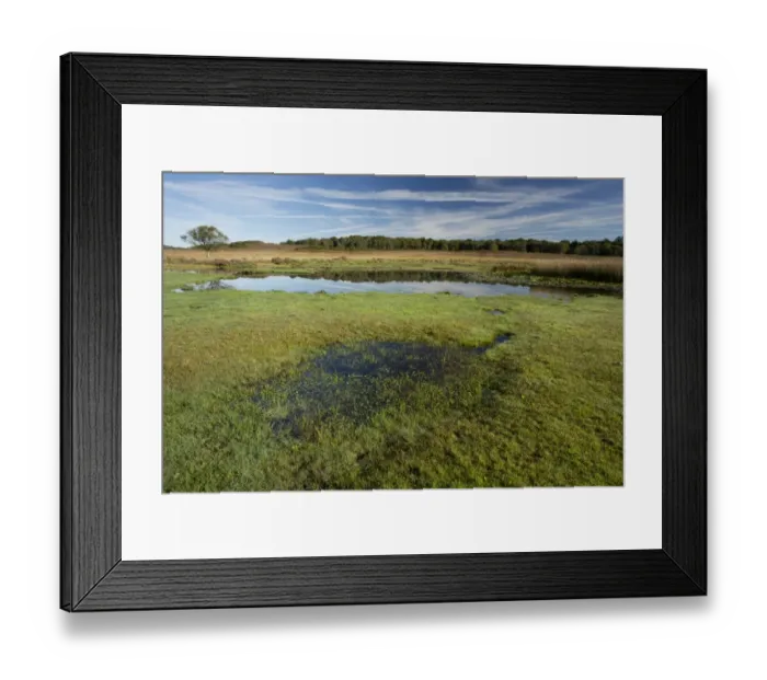Framed Print : View of biodiverse pond with wet grassland in heathland habitat, Burley Moor East, near Burley, New Forest, Hampshire Framed Print : View of biodiverse pond with wet grassland in heathland habitat, Burley Moor East, near Burley, New Forest, Hampshire