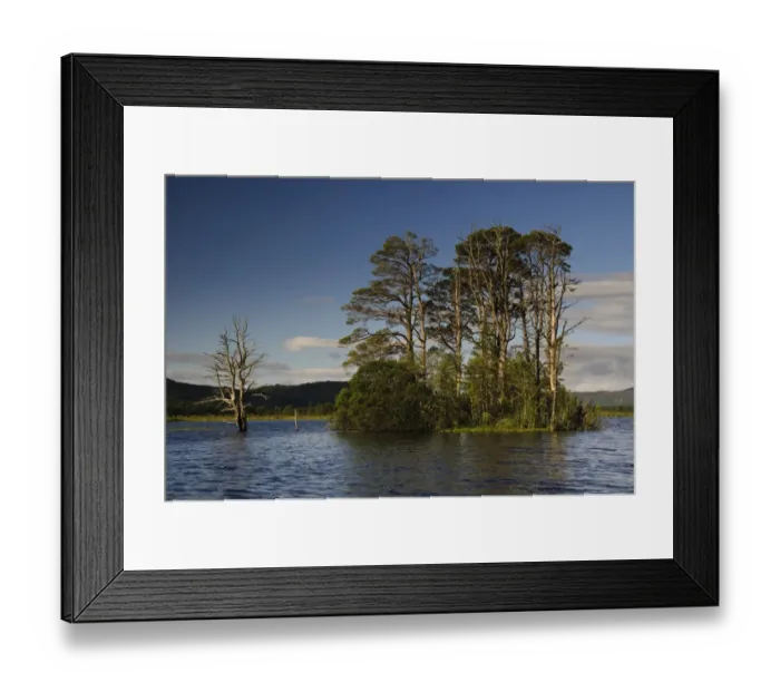 Framed Print : View of Scots Pine (Pinus sylvestris) growing on island in freshwater loch, Loch Mallachie, Abernethy Forest Framed Print : View of Scots Pine (Pinus sylvestris) growing on island in freshwater loch, Loch Mallachie, Abernethy Forest